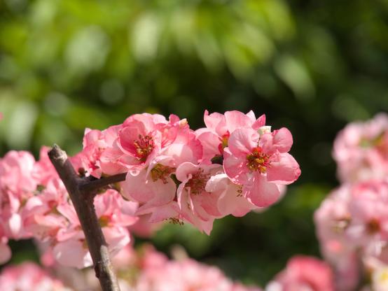 Close shot of a short thin branch of a flowering shrub, with blossoms tightly packed around the branch on all sides. The blossoms are a mix of pink and white, as if white petals had been quickly brushed unevenly with pink paint, darker around the edges and creases.

Some more out of focus blossoms and indistinct greenery fill in the background.