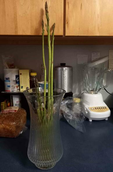 A tall glass vase with 6 asparagus stalks on the kitchen counter. A few stalks are so tall they reach up past the bottom of the kitchen cabinets