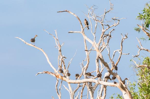 On a horizontal branch of a large dead tree, ten plumed whistling ducks are perched, all facing away from the camera. Higher up on another branch a lone kite sits, facing the ducks and the camera. The ducks look as though they're queued, waiting to see the kite.