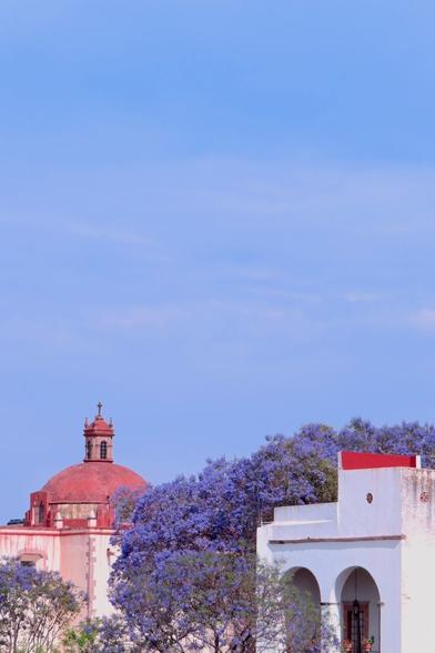 The dome of a church and a blue sky in Queretaro Mexico surrounded by Jacarandas, a tree common in Mexico with purple flowers