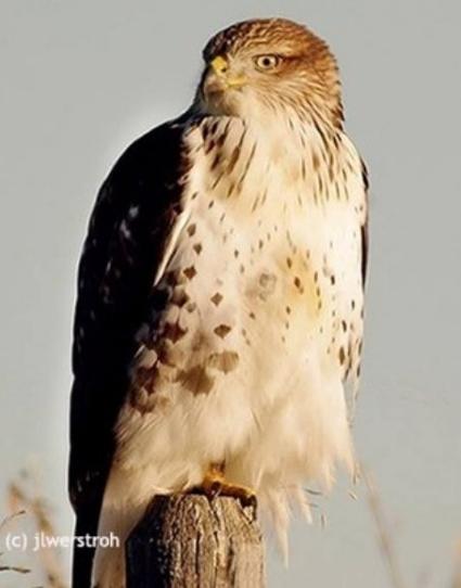 Copper Hawk