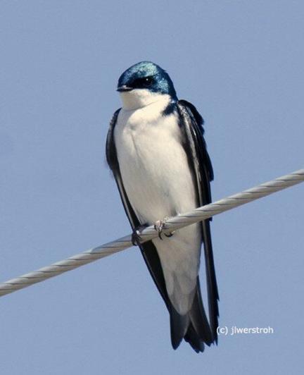 Bird Photography: Tree Swallow