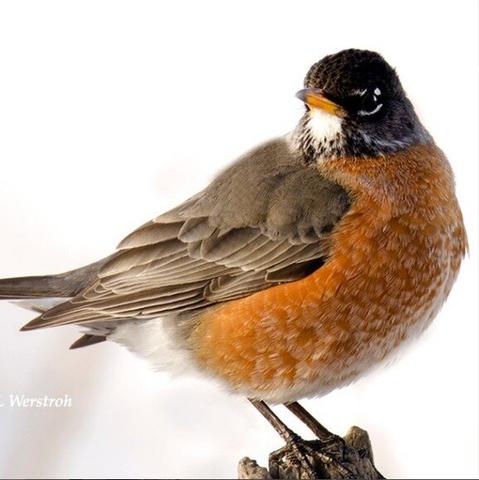 Robin