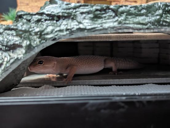An adorable patternless leopard gecko in her enclosure. She's facing left, with most of her body visible. She's underneath a black arch at the entrance to a cave made of tiles.