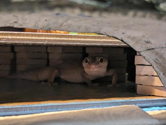 The leopard gecko is deeper inside the cave, which is spacious. Her whole body is visible and her head is turned to the camera. From this angle, she looks like she has a big smile on her face.