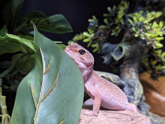 The leopard gecko is standing on a stump, with a fake leaf decoration next to her. She has her head lifted and angled to see over the top of the leaf, and she's looking at the camera.