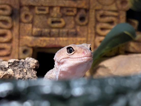 The gecko is standing on top of the cave from an earlier photo. It's a close-up with her in the center of the image. Her head and neck are visible, and the photo is taken from a low angle. She's watching the camera.