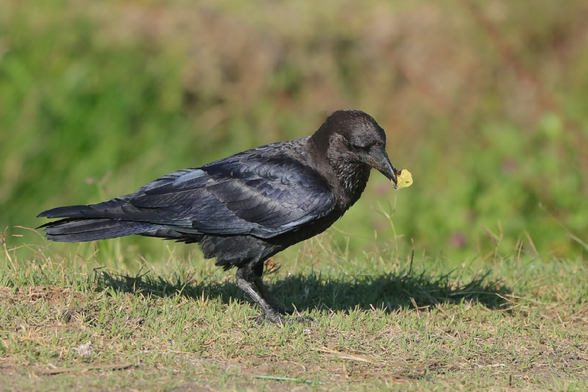 Corvus edithae (known as Somali crow) standing on a grassy ground with a leaf in its bill and slightly looking down.