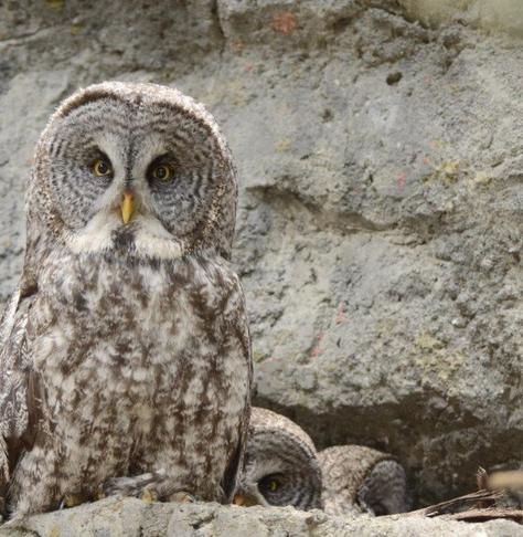 Wildlife in Care: Great Gray Owl