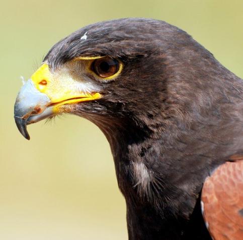 Wildlife Photography: Harris Hawk