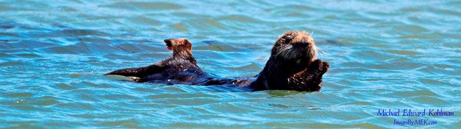 Sea Otter relaxing in the harbor near Moss Landing, California.

April 20th, 2025

#ImagesByMEK