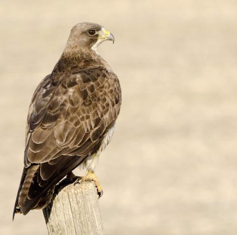 Wildlife Photography: Swainsons Hawk