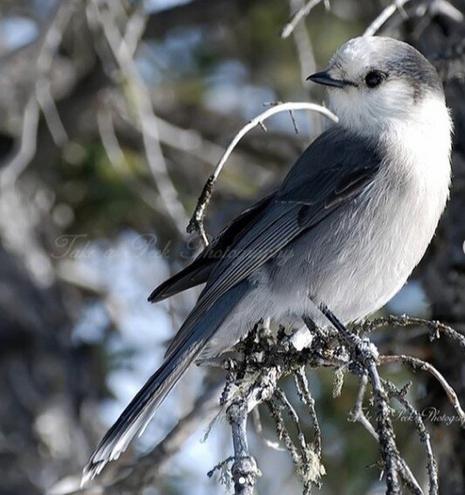 Wildlife Photography: Whiskey Jack (Blue Jay)
