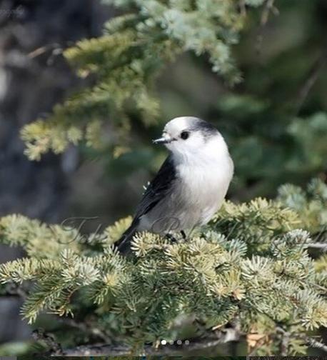 Wildlife Photography: Whiskey Jack (Blue Jay)