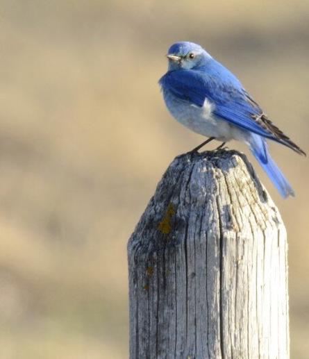 Wildlife Photography: Mountain Blue Bird