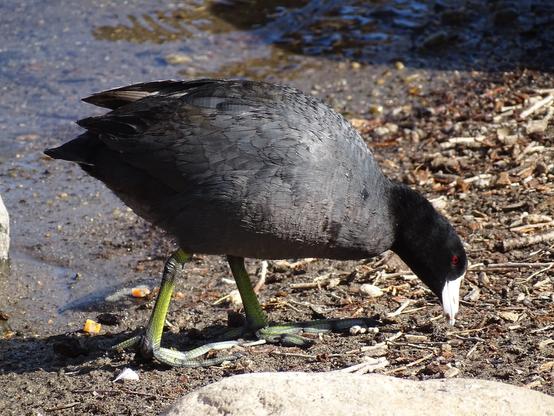 A small round American Coot searches along the shore of a lake. It's long dark black neck is stretched out, the red eye and white beak clear against the dark feathers. The distinctive lobed toes of the yellow feet are splayed out over the damp ground.