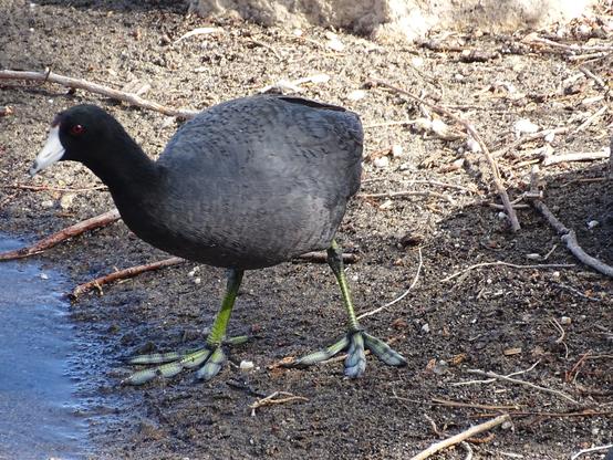 A small round American Coot stands on the shore of a lake. It's long dark black neck is stretched out, the red eye and white beak clear against the dark feathers. The distinctive lobed toes of the yellow feet are splayed out over the damp ground.