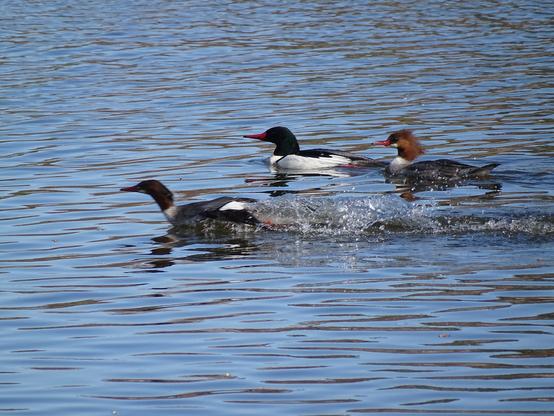 Three common mergansers swim across the rippled blue water. Two, a male with bright white body and a dark head with an orange bill is near a female with her grey body and rusty red head with long head feathers. In front of them is another female, water splashing up behind her, as she zips across the surface, her head and neck stretched forward.