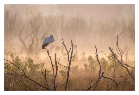 An Asian Openbill (Anastomus oscitans) perches on a bare branch in a misty, golden-hued landscape at dawn, while a common kingfisher, rests on a lower twig in the foreground.