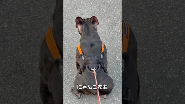 【お昼間のパトロール】ネコと絡みたいフレンチブルドッグ🐶#frenchbulldog #frenchbulldoglife #frenchie #shorts