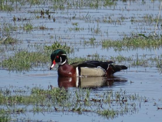 A male wood duck slowly moved through the shallow water of the flooded pasture. Tufts of green grass extend up above the blue water. The colorful duck looks down through the water in search of food. His bright green head with sharp white lines surround a ruby red eye and orange bill. The dark brown chest blends into the black back, while a black and white stripe separate the chest from the light tan sides.