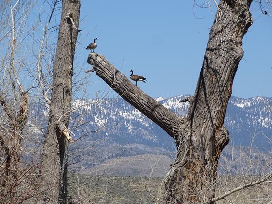 A massive tree with rough bark and bare limbs stands grey against the blue sky and distant snow capped mountains. On a thick broken branch, two Canada geese stand up in the tree. Their brown feathers and black neck, with the white patch under their cheek, bright in the sunlight.