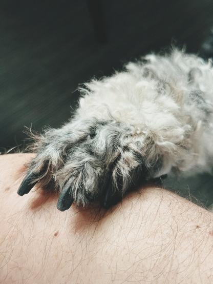 Eine Hundepfote liegt auf einem Arm.