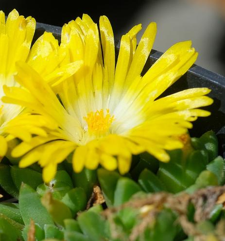Nahaufnahme einer geöffneten Blüte einer gelben Mittagsblume