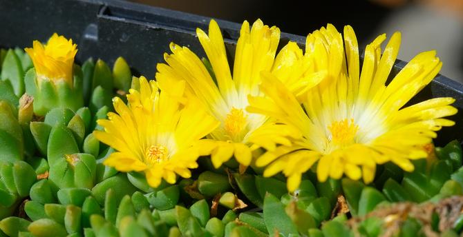 mehrere geöffnete gelbe Blüten einer Mittagsblume