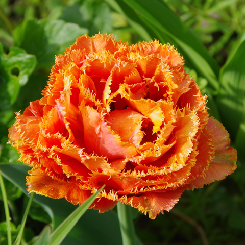 Orangefarbene gefüllte Blüte mit fein gefransten Rand.