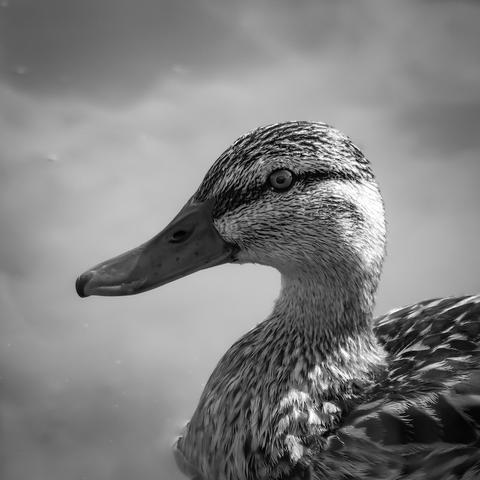 Eine portraitaufnahme von einer Ente. Das Foto ist in Schwarzweiß.