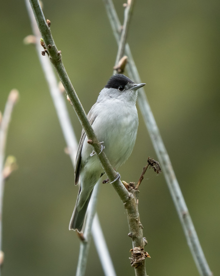 Perched black cap portrait