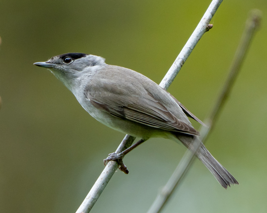 Black cap at attention
