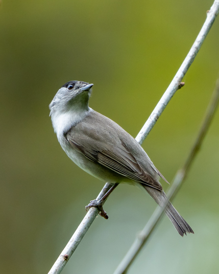 Black cap distracted
