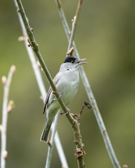 Black cap singing