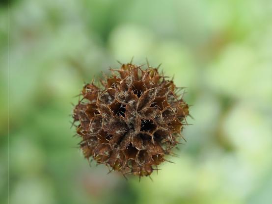This image shows a dried seed pod, often referred to as a burr. It has a spiky, rough texture and is typically found in nature attached to plants. The background is a soft focus of greenery, suggesting it is in a natural setting.