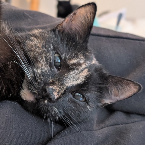 Picture of the head of a tortoiseshell cat that was lying on my legs when I took the picture. She is looking towards the camera looking cute.

On the background, at the top of the image, behind her ear, you can see a blurry Sammy.