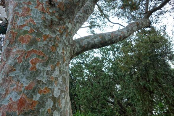 A low-angle shot captures the distinctive mottled bark of a mature tree, its large trunk dominating the left side of the frame. Patches of smooth, pale grey bark contrast with areas where it has flaked away to reveal warmer, reddish-brown tones underneath, creating a camouflage-like pattern. A thick branch extends diagonally to the right, displaying similar bark characteristics. In the background, the darker green foliage of other trees creates a soft, out-of-focus backdrop, while glimpses of a pale sky are visible through the canopy.