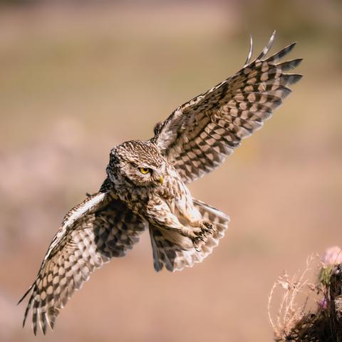 𝗣𝗶𝗰𝘁𝘂𝗿𝗲 𝗗𝗲𝘀𝗰𝗿𝗶𝗽𝘁𝗶𝗼𝗻 (𝗘𝗻𝗴): Square-format picture showing a Little Owl in full flight, with its wings outstretched, just before landing on a rock from which it usually scans the surroundings in search of prey.

𝗗𝗲𝘀𝗰𝗿𝗶𝗽𝗰𝗶𝗼́𝗻 (𝗘𝘀𝗽): Imagen de formato cuadrado en la que vemos a un Mochuelo en pleno vuelo, con las alas extendidas, justo antes de posarse en una roca desde la que acostumbra a otear el entorno en busca de presas.