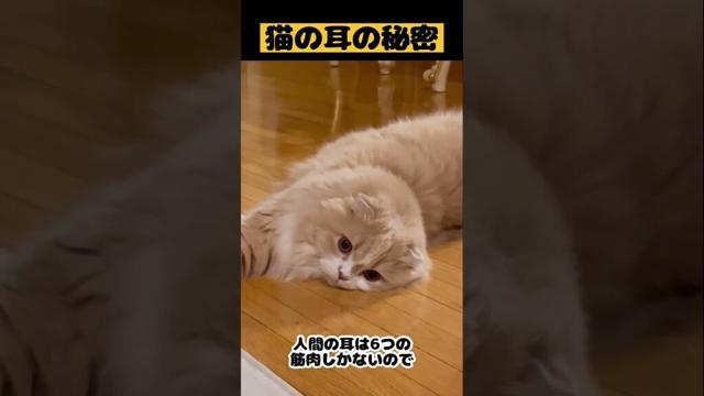 【猫の耳の秘密】#雑学#スコティッシュフォールド#猫あるある#猫かわいい#猫動画#猫おもしろい#Cat#Shorts