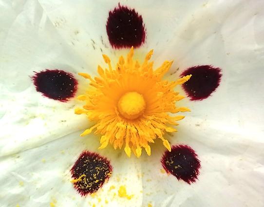 Close-up of a rock rose flower (Cistus ladanifer). The delicate white petals radiate outwards from a bright golden-yellow center made up of a dense cluster of pollen-rich stamens. Each petal is adorned with a striking, dark maroon spot near its base, creating a symmetrical star-like pattern around the center. The contrast between the vivid yellow, deep maroon, and soft white gives the flower a bold yet serene appearance. Tiny grains of yellow pollen are scattered across the petals, hinting at the flower's vibrancy and life.