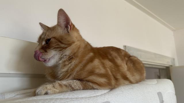 Washy the mlem cat