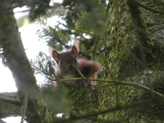 Ein Babyeichhörnchen kuckt in die Kamera, auf einem Nadelbaum sitzend.