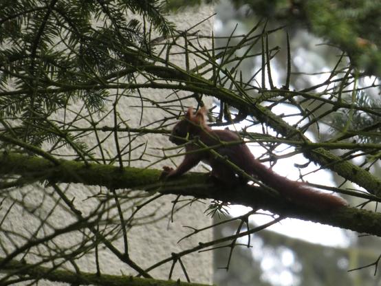 Ein Babyeichhörnchen klettert etwas unbeholfen auf einem Nadelbaumzweig lang. Es wirkt sehr zart und wenig plüschig. Im Hintergrund ist ein Haus zu erkennen.