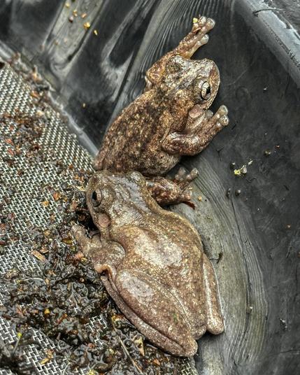 Peron's Tree Frogs (Litoria peronii) at Corunna, NSW