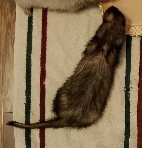 Onyx, the dark sable ferret, with thick, dark fur. Photo is from above as she eats chicken baby food from a plate.