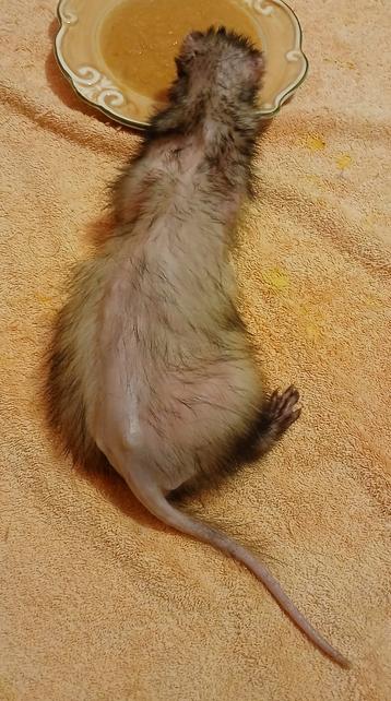 Onyx the dark sable ferret from above, eating canned pumpkin and chicken baby food from a plate. She has lost most of the hair from her tail. Her haunches and spine are bare. There are large bald patches on her sides. What hair remains is thin and patchy.