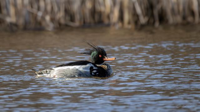 Harle huppé

Juste au moment où j'étais sur le point de quitter les lieux, une silhouette apparue au milieu de la rivière dérivant le bec dans son plumage...
