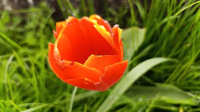 Tulipa gorria belarretan