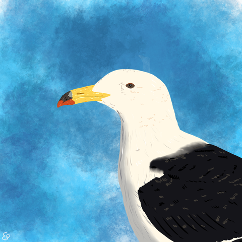 OIrog's gull, a large gull with brown eyes, white belly, yellow beak with a red band near the tip and black wings and back, cartoon style.